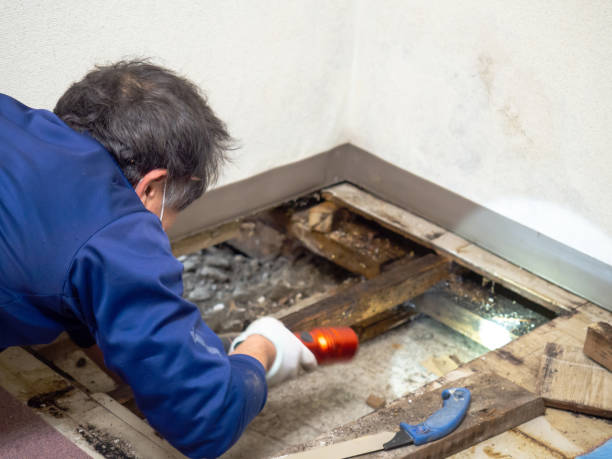 Best White Mold Remediation in Hermiston, OR