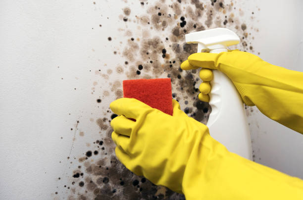 Best Emergency Mold Remediation in Hermiston, OR